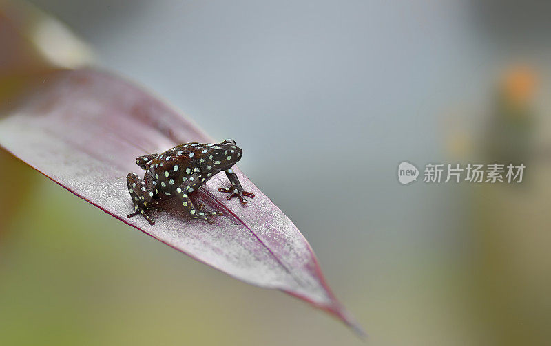 叶子上一只濒临灭绝的Marañón (exidobates mystersus)毒蛙